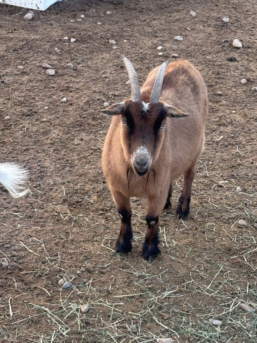 Blue eyed Pygmy goat