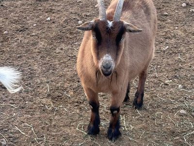 Blue eyed Pygmy goat