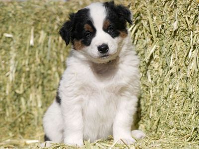 Border Aussie Puppies - Social, Smart, and Playful!