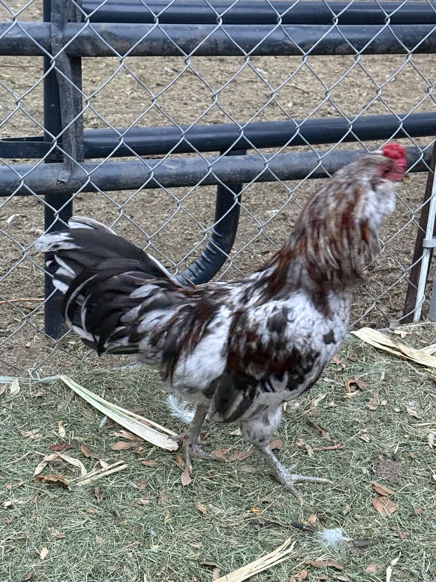Rooster 4 FREE