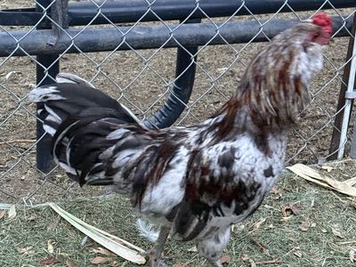 Rooster 4 FREE