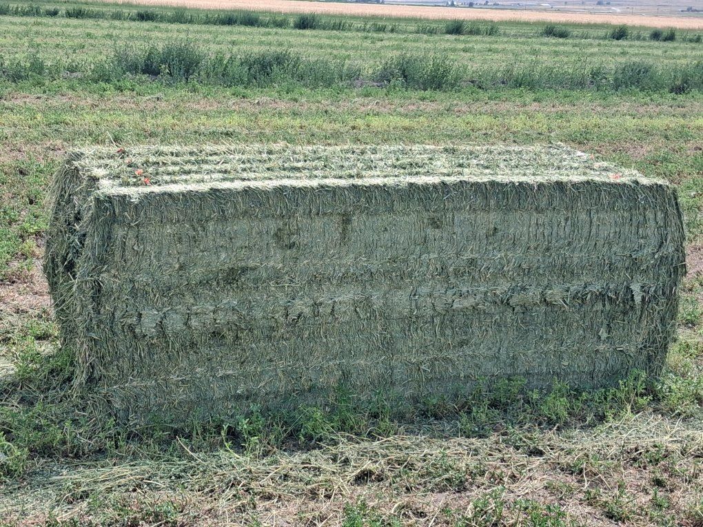 2nd Cutting Premium 3x3 Alfalfa