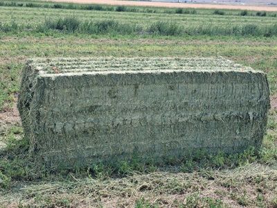 2nd Cutting Premium 3x3 Alfalfa