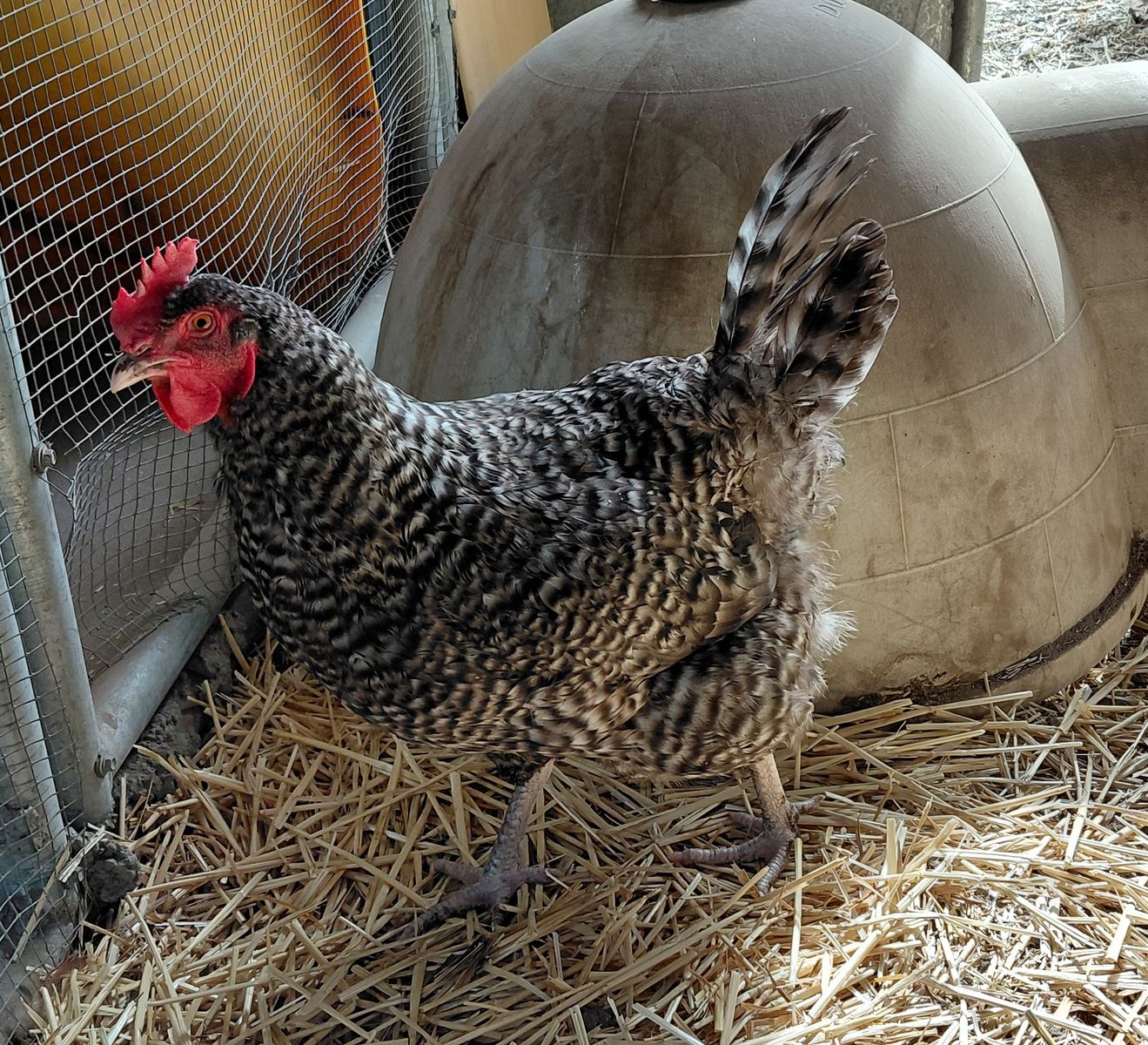 A162272 Chickira is Available for Adoption!
