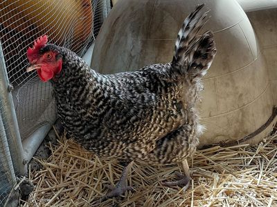A162272 Chickira is Available for Adoption!
