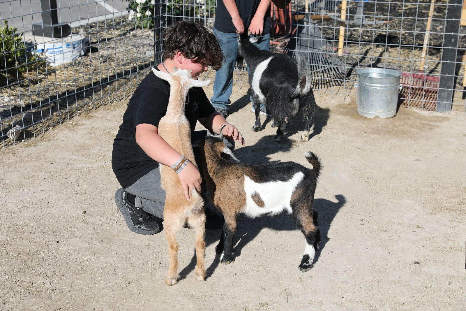 Nigerian Dwarf Bucklings from Collective Academy