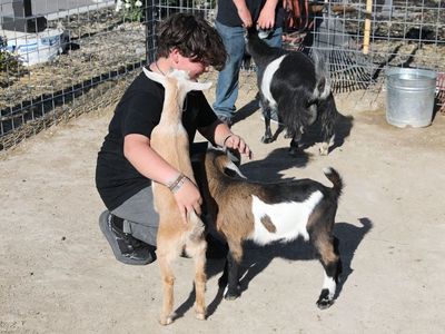 Nigerian Dwarf Bucklings from Collective Academy