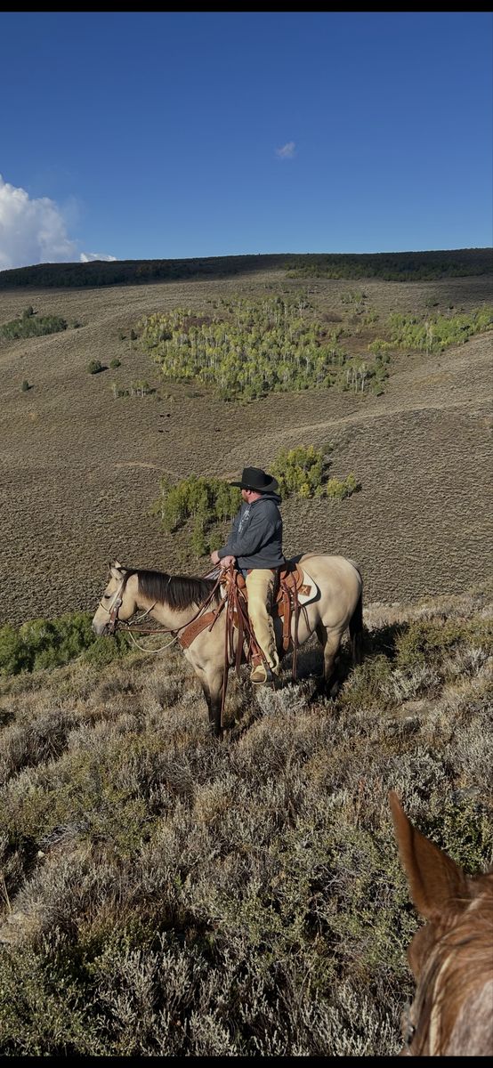 2020 Buckskin Dun Gelding for sale!
