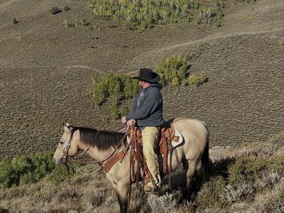 2020 Buckskin Dun Gelding for sale!