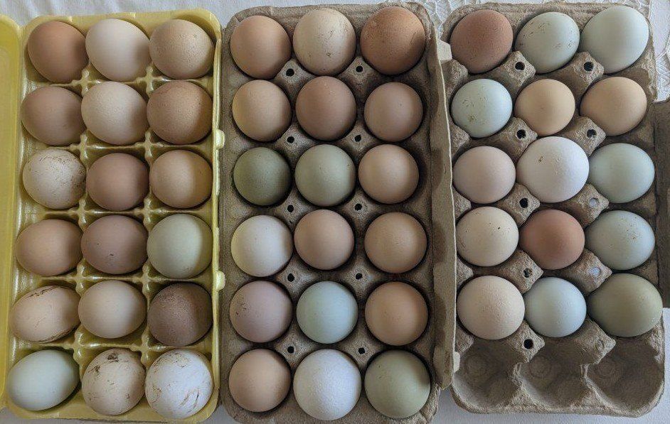 Young laying hens