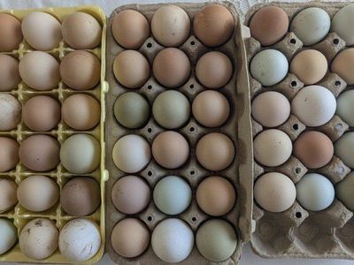 Young laying hens
