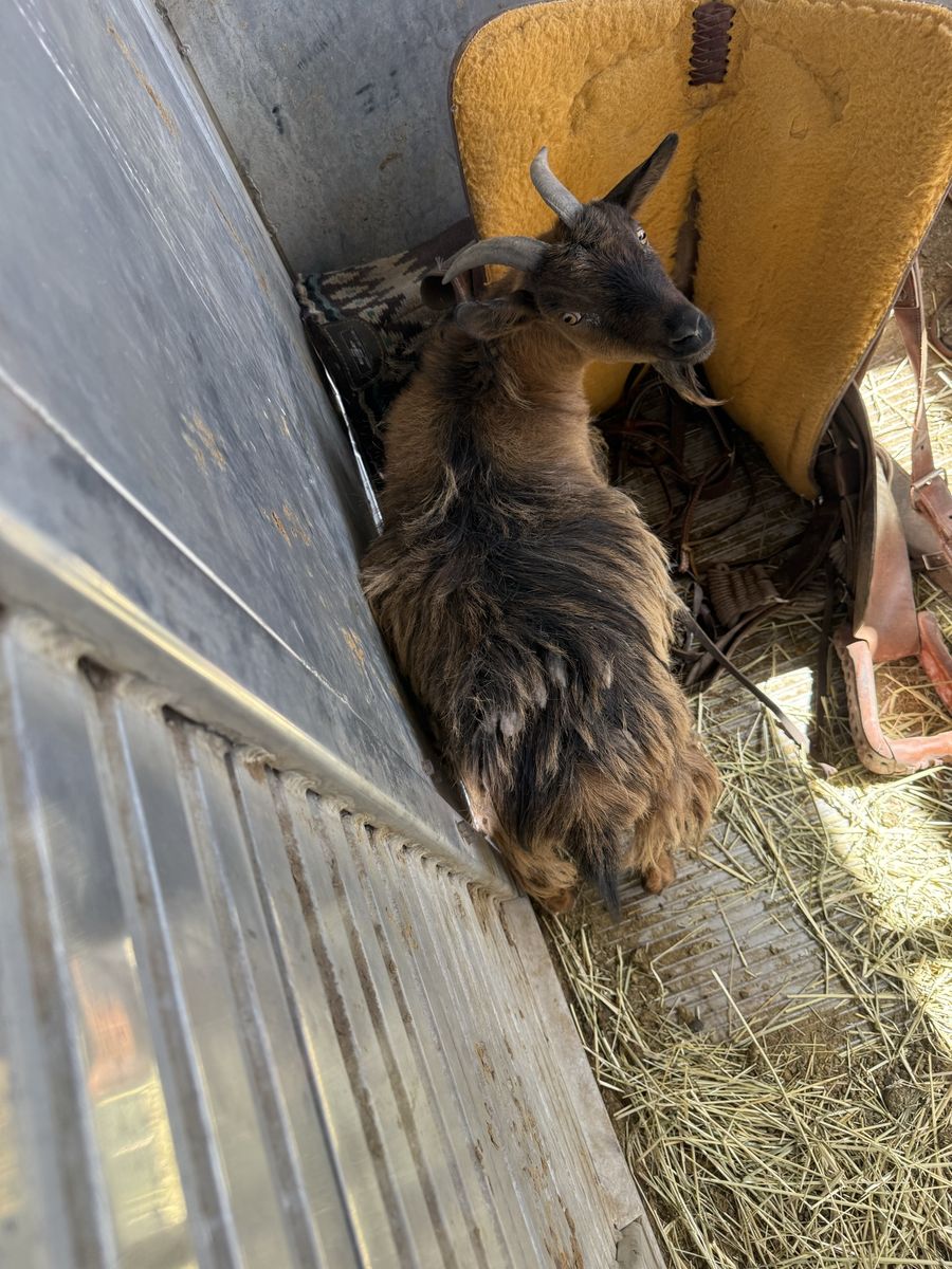 Female goat