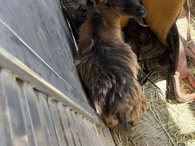 Female goat