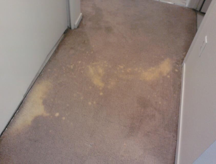 CARPET PRO CARPET CLEANING AND DYEING
