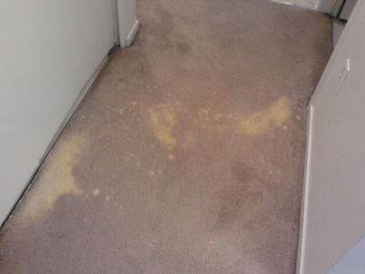 CARPET PRO CARPET CLEANING AND DYEING