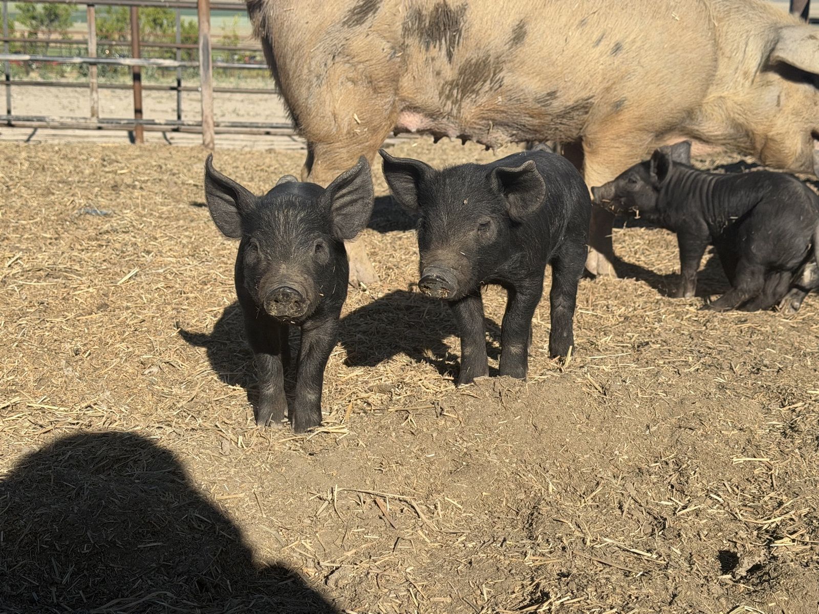Weaned piglets weanlings