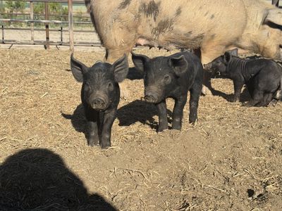 Weaned piglets weanlings