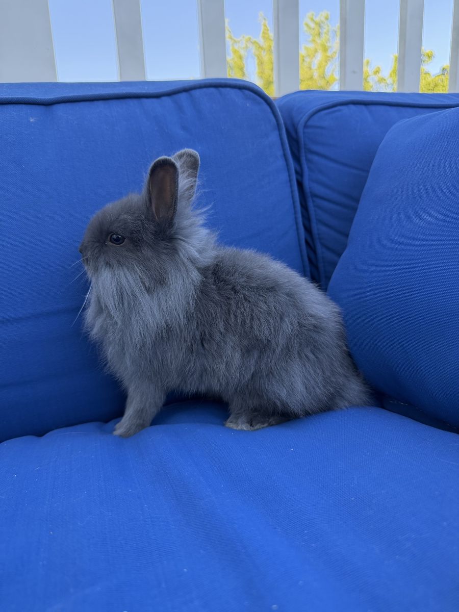 Fluffy Female Lionhead Rabbit