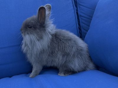 Fluffy Female Lionhead Rabbit