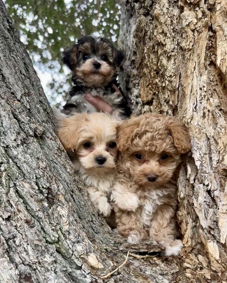 Tiny toy Maltipoo and Yorkiepoo Puppy - Hypoallergenic, Ready for New Homes Maltese Poodle Yorkie 2-3 lbs at 2months