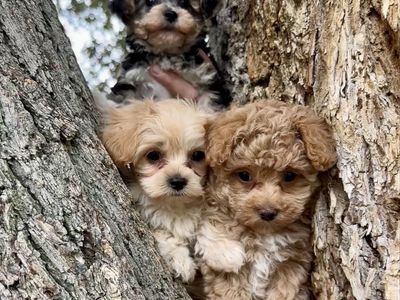 Tiny toy Maltipoo and Yorkiepoo Puppy - Hypoallergenic, Ready for New Homes Maltese Poodle Yorkie 2-3 lbs at 2months