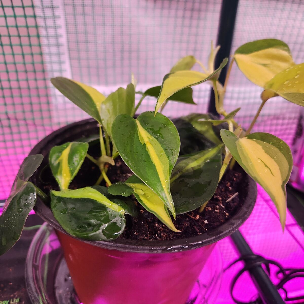 Heartleaf/brasil philodendron