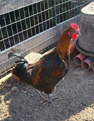 Free Black Copper Maran Roosters