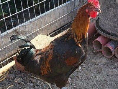 Free Black Copper Maran Roosters