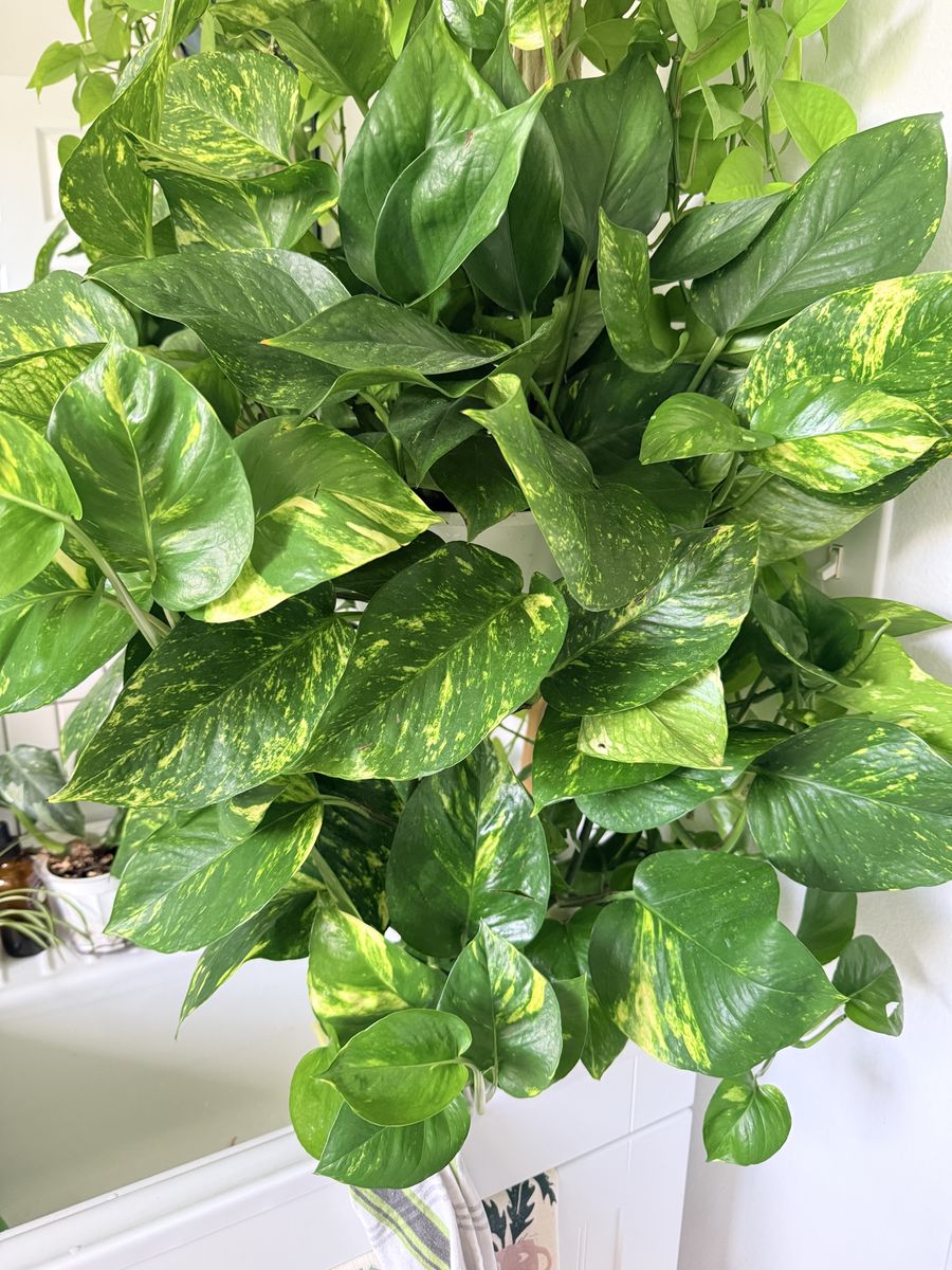 Large Healthy Golden Pothos Houseplant with Variegated Leaves