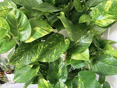 Large Healthy Golden Pothos Houseplant with Variegated Leaves