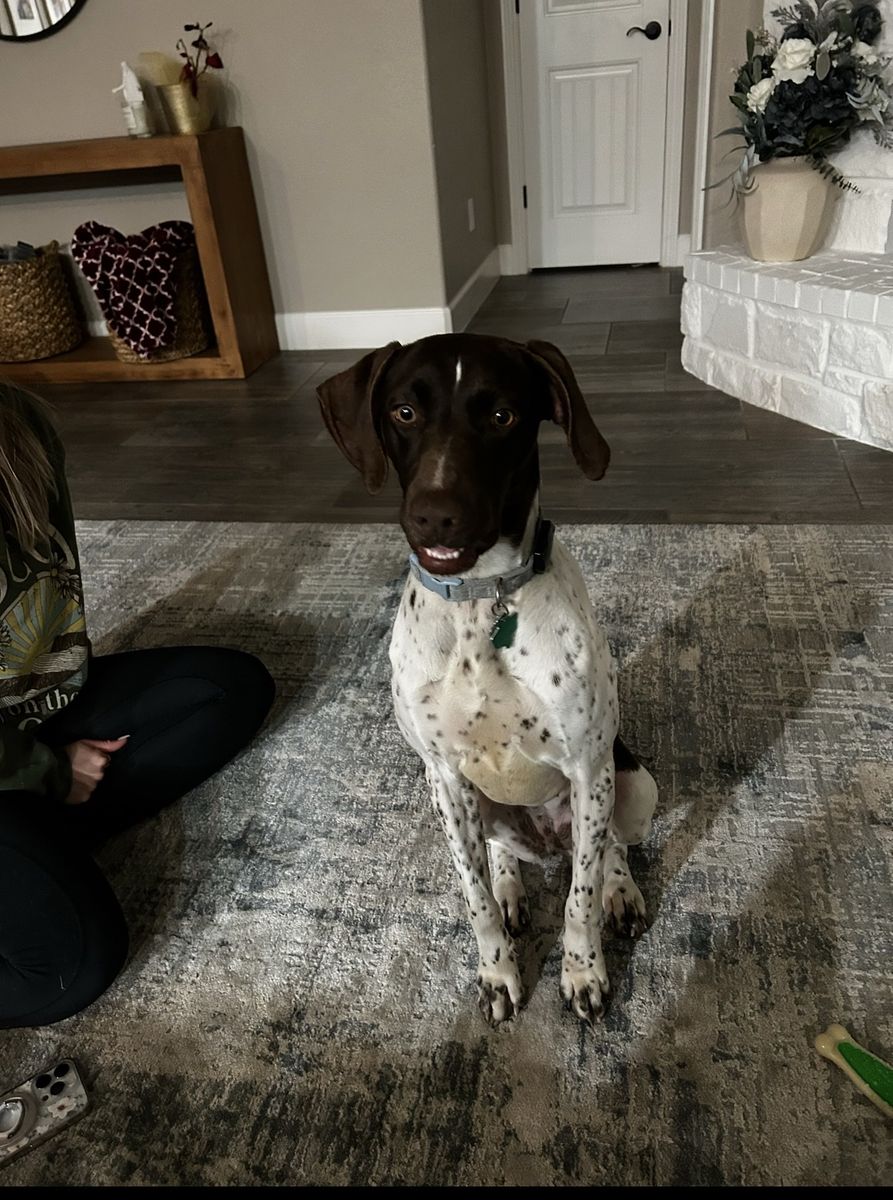 German shorthair pointer