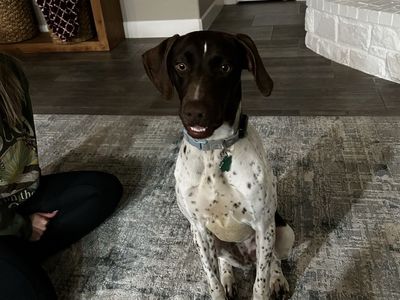 German shorthair pointer