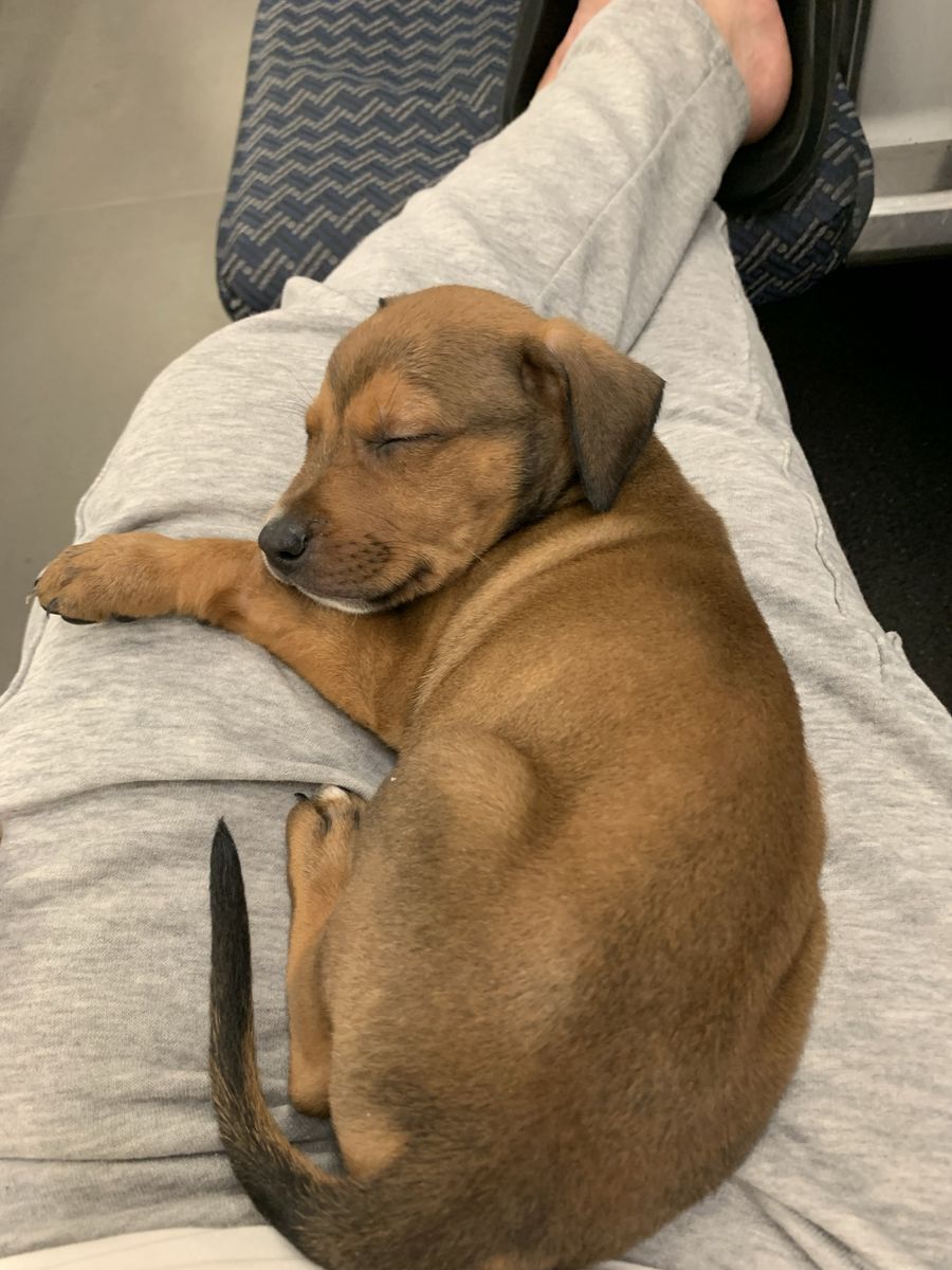 Doberman Pit Bull Puppy
