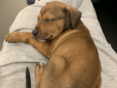 Doberman Pit Bull Puppy