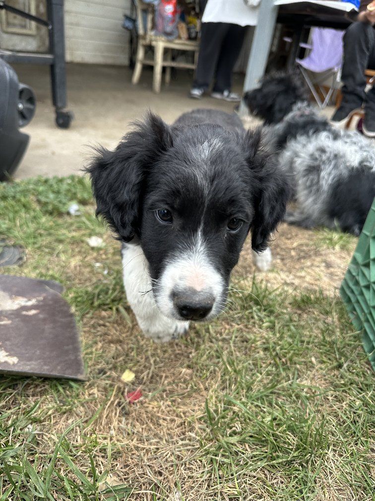 Puppies