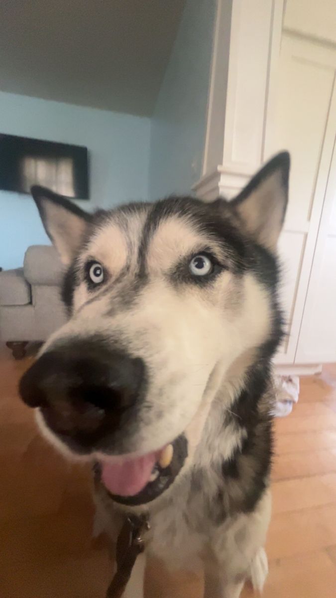 Siberian Husky for Rehoming - 8-Year-Old Male, Good with Kids & Dogs