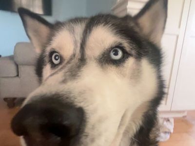 Siberian Husky for Rehoming - 8-Year-Old Male, Good with Kids & Dogs
