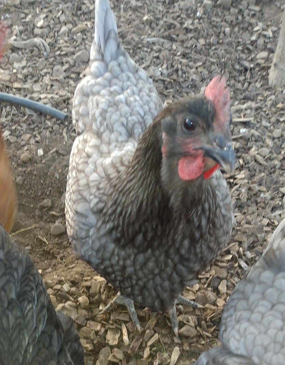 SAPPHIRE GEM Hen Chickens 4 months old for Sale