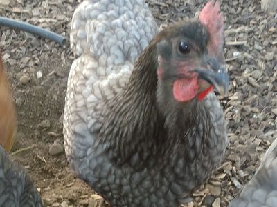 SAPPHIRE GEM Hen Chickens 4 months old for Sale