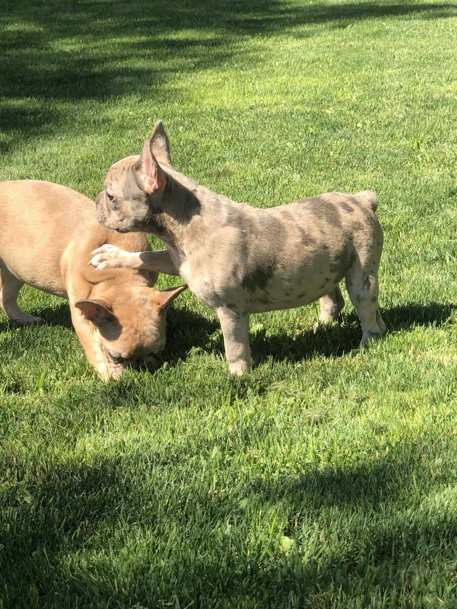 French Bulldog Puppies - Pure Bred