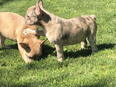 French Bulldog Puppies - Pure Bred