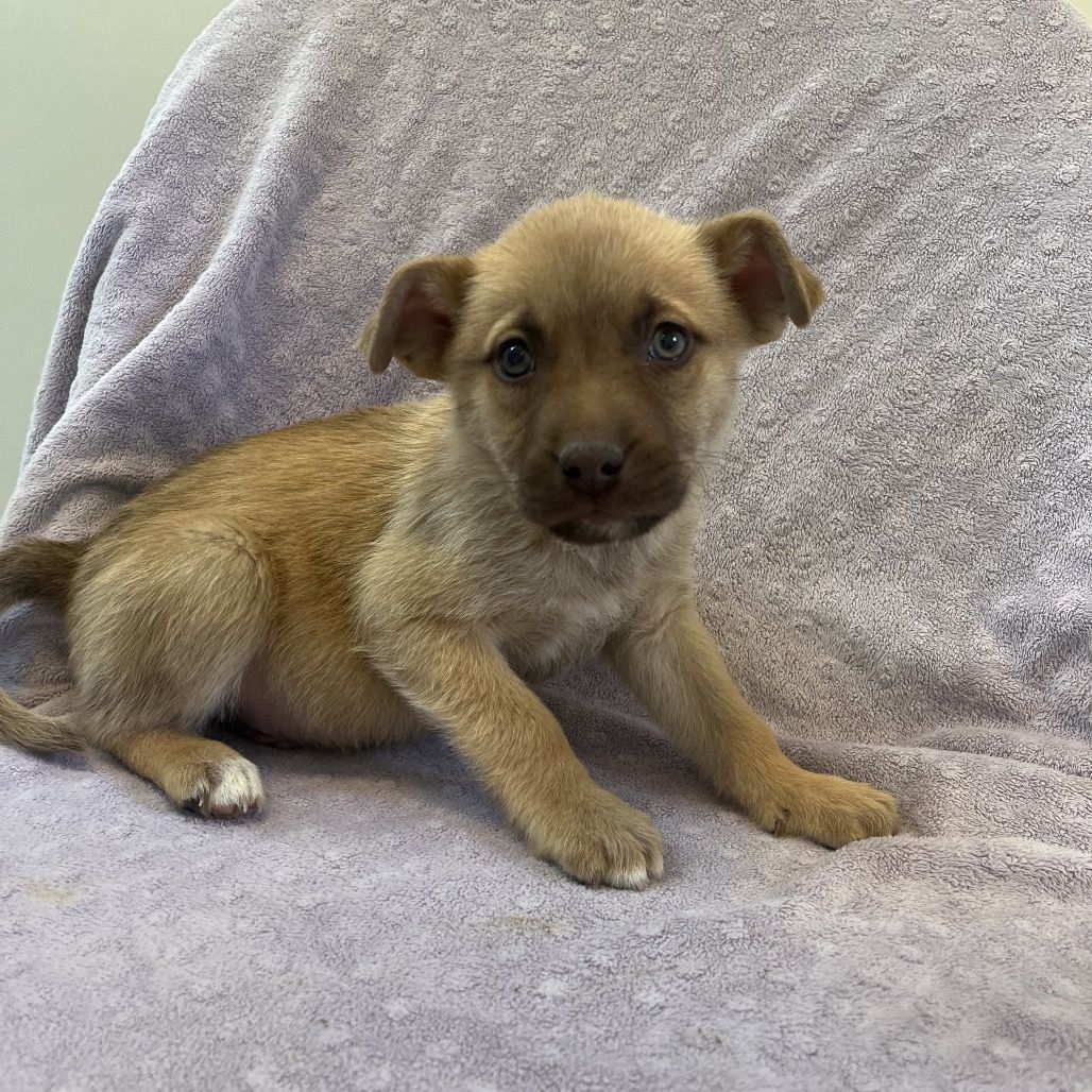 Hello my name is Bit O Honey