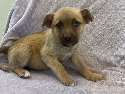 Hello my name is Bit O Honey