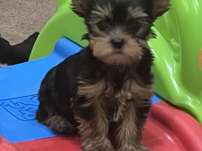AKC Yorkshire Terrier Puppies - Adorable and Silky Yorkie