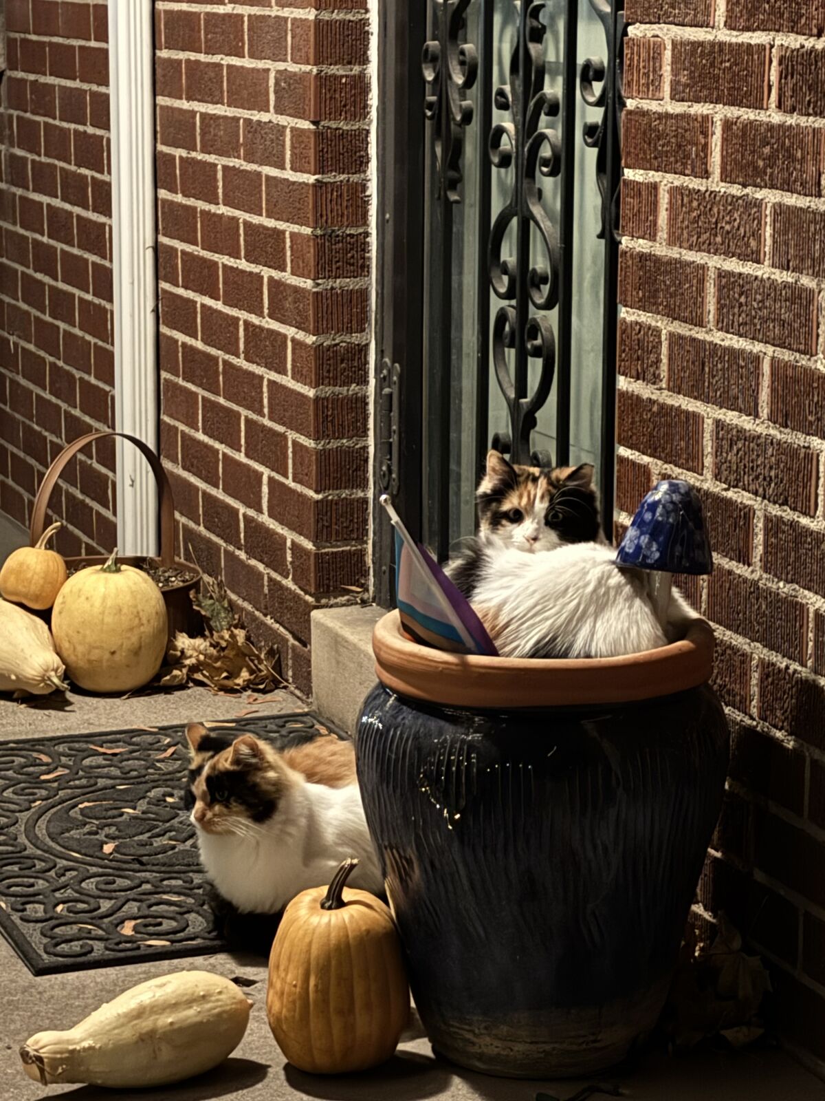 Two Female Calico 8mo Kittens - pair bonded