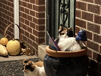 Two Female Calico 8mo Kittens - pair bonded