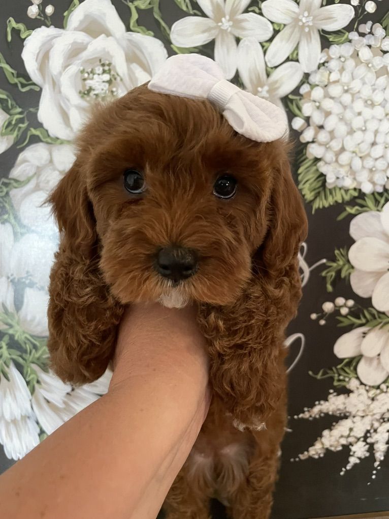 Micro Goldendoodle Girl! Ready Now!
