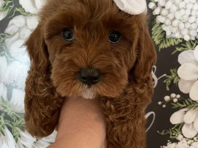 Micro Goldendoodle Girl! Ready Now!