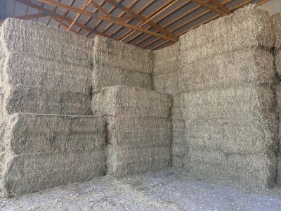 Alfalfa Hay for Sale: 200 Tons - Premium Alfalfa