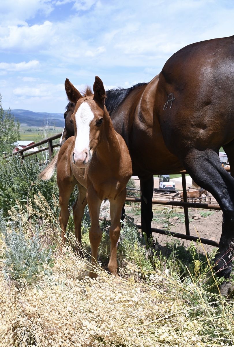 Barrel Horse Prospect
